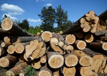 Trotz Sanktionen in anderen Bereichen: Südkorea steigert Holzimporte aus Russland auf Rekordhoch