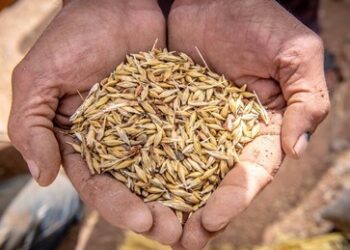 Warmer Herbst bedroht Weizenernte in Russland