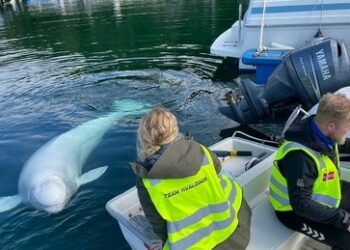 "Putins Spionagewal" in Norwegen tot aufgefunden (Video)