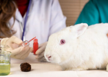 BRICS-Gipfel: Ethische Standards für Tier- und Umweltschutz im Fokus