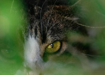 Gedanken des Balkonisten – von Katzenprotest und gereinigter Meinungsäußerung