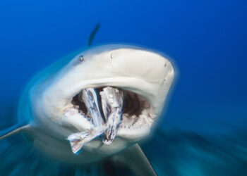 Kalte Duschen für Brüssel: Die Wahlen in Georgien und Moldawien