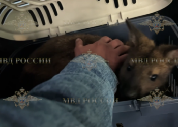 Kurioser Kriminalfall: Mann entführte Kängurus aus russischen Zoos