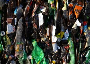 Recycling-Know-how: Studentin aus Nowosibirsk bringt Motten das Plastikfressen bei