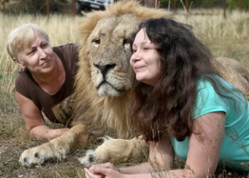 Tragödie auf der Krim: Löwen zerfleischen langjährige Zoomitarbeiterin
