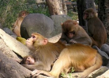 40 Affen fliehen aus US-Versuchslabor