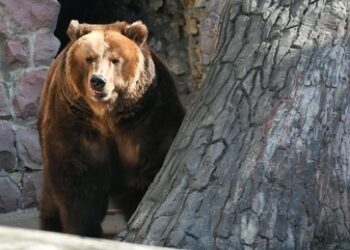Bären- und Enten-Diplomatie: Putin schenkt Zoo in Pjöngjang mehr als 70 Tiere