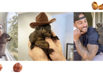 Ein Fall für harte Nüsse: Peanuts Ende treibt Republikaner zu Meme-Angriff auf Kamala Harris