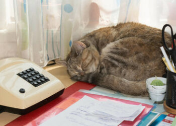 Gedanken des Balkonisten – Krieg, Katzensprünge und zerstreute "Sudelzettel"