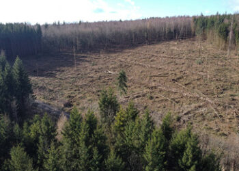 Hessen: Teile von "Grimms Märchenwald" werden mit schwarz-grüner Duldung für 18 Windräder gerodet