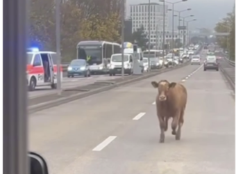 Schweiz: "Das nenne ich mal eine Vollbremsung!" – Kalb sorgt für Lächeln im Zürcher Berufsverkehr