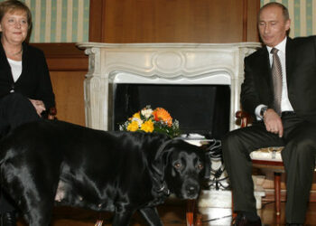 "Angela, ich wollte dir keinen Ärger machen": Putin bedauert Merkel-Treffen mit Labrador