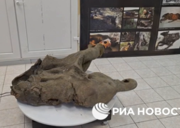 Bemerkenswert gut erhalten: 50.000 Jahre altes Mammut-Baby in Jakutien entdeckt
