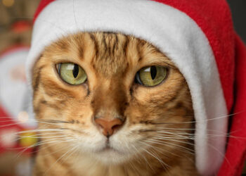 Der Balkonist: Misanthropische Gedanken zur Vorweihnachtszeit