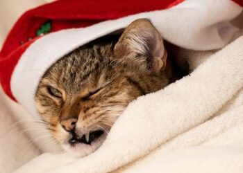 Gedanken des Balkonisten: Wie Weihnachten und "Zeitenwende" (doch) zusammenpassen