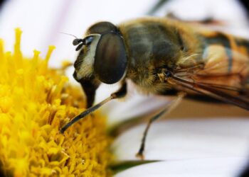 Österreich: Importierter Honig oft mit Zuckerwasser gestreckt