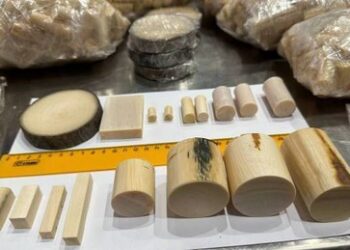 Russische Behörden vereiteln Schmuggel von Mammut-Elfenbein