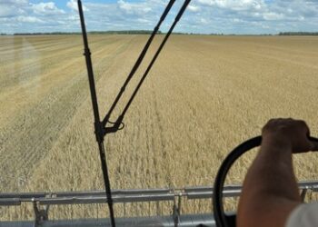 Russland verdreifacht innerhalb von elf Monaten Menge des Weizenexports nach China