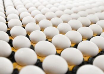 Eier-Engpass in Österreich: Supermärkte kämpfen mit leeren Regalen