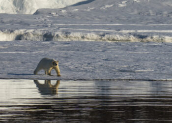 Wozu braucht Trump die Arktis?
