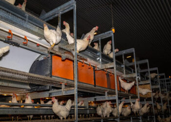 Eierlose Ostern? In Deutschland droht Eier-Rationierung