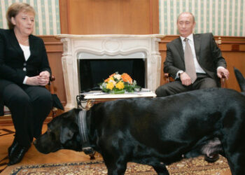 Europa ohne Amerika: Wie ein Hund ohne Herrchen