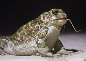 Im Zeichen der Wechselkröte: Unternehmer rechnet mit Berliner Wirtschaftspolitik ab