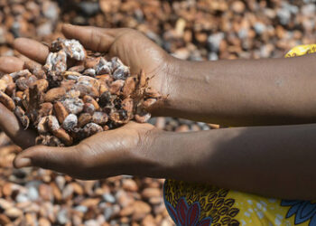Schokoladenpreise werden weiter steigen ‒ Grund ist nicht das Klima