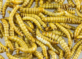 Wie Europa zum Verzehr von Würmern gezwungen wird