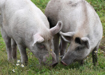 Afrikanische Schweinepest: Keine Fälle in Russland seit Jahresanfang