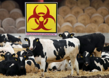 Bioterrorismus? Österreich verstärkt wegen Seuchengefahr die Grenzkontrollen