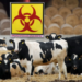 Bioterrorismus? Österreich verstärkt wegen Seuchengefahr die Grenzkontrollen