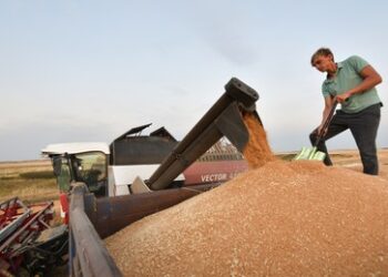 Sprunghafter Anstieg bei russischen Weizenexporten nach Afrika