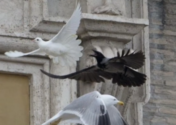 Taube, Krähe und BRICS in der Soutane - Zum Pontifikat von Papst Franziskus