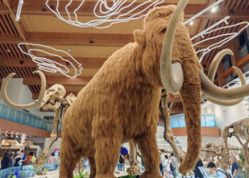 Telegraph: Die WHO übt tödlichen "Mammutpocken"-Ausbruch