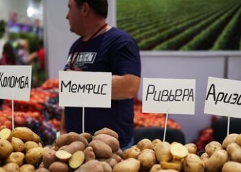 "Lebenswichtig" – Russland plant staatliche Regulierung der Kartoffelpreise