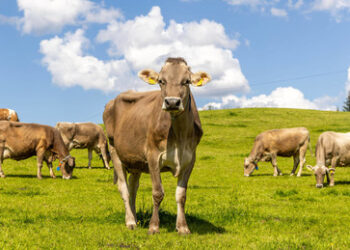Klimaminister Schneider kündigt härtere Maßnahmen für Landwirte an