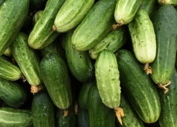 Statistik: Polen kauft Rekordmengen russischer Gurken