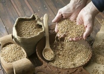 Kapitulation, Schande und Hunger: Die Ukraine wird vor Russland auf den Knien angekrochen kommen