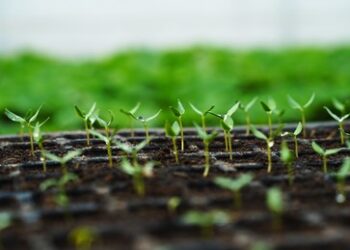 "Zum Schutz": Moskau verbietet Einfuhr von in den Niederlanden gezüchtetem Saat- und Pflanzgut