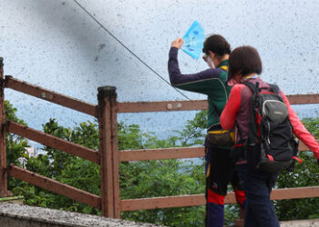 Plage in Seoul: Einwohner finden keinen Gefallen am Paarungsverhalten von "Liebesinsekten"