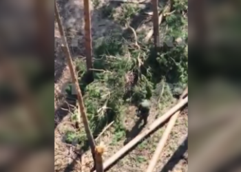 VIDEO: Russischer Soldat fängt ukrainische Drohne mit bloßen Händen