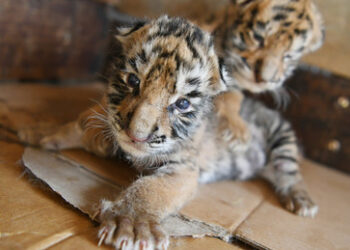 Amur-Tiger: Zoo Leipzig schläfert drei Jungtiere ein