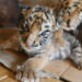 Amur-Tiger: Zoo Leipzig schläfert drei Jungtiere ein