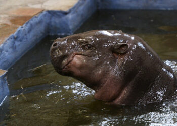 Sanktionen behindern Fortpflanzung: Zwergflusspferd Eva aus Zoo in Russland bleibt unverpartnert