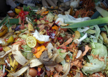 Das deutsche Gen: Kontrolle ist besser - auch bei der Biotonne