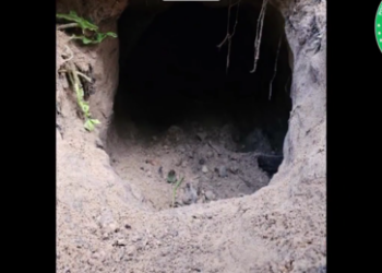 Festgenommen und abgeschoben: Vier Migranten kriechen durch Tunnel von Weißrussland nach Polen