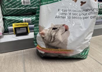 Überleben in einem der teuersten Länder: Katzenfutter und Blutspende in der Schweiz