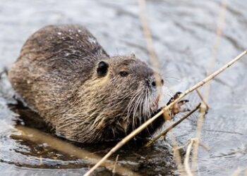 Der "Große Sumpf" nähert sich den Grenzen Russlands
