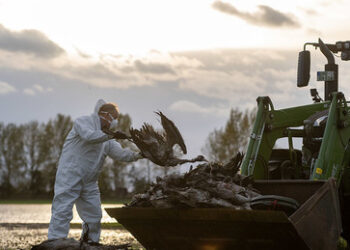 Deutschland: Vogelgrippe führt landesweit zum Tod von Zehntausenden Tieren, darunter auch Kraniche
